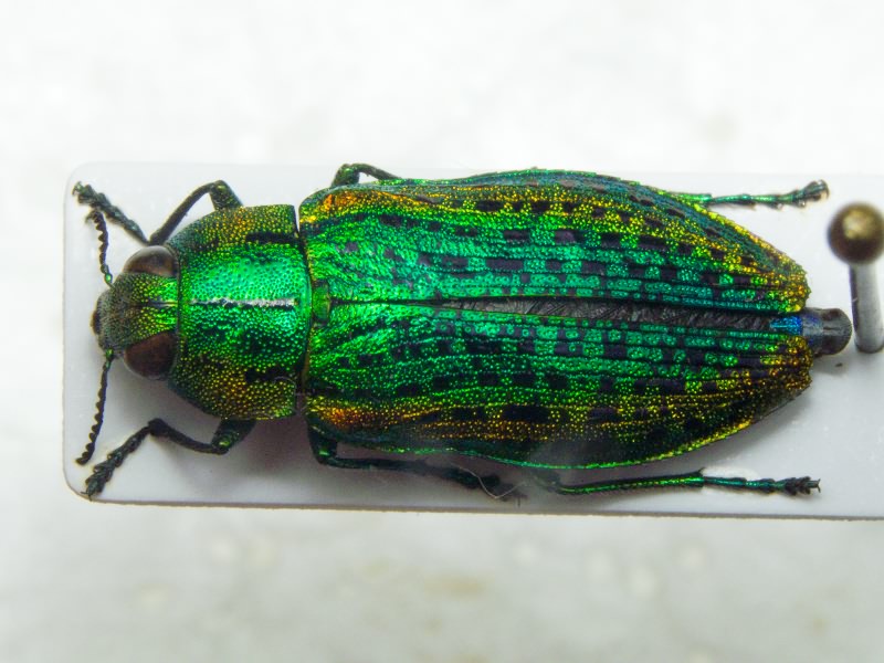 Lamprodila mirifica mirifica (Mulsant, 1855)